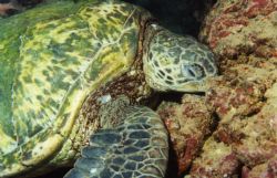 I used a Pentax 35mm in an Ikelite underwater housing and... by Richard Lohrey 